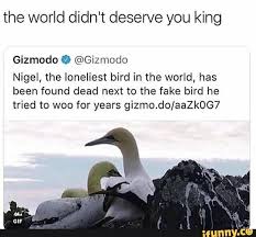 The World Didn T Deserve You King Gizmodo º Gizmodo Nigel The Loneliest Bird In The World Has Been Found Dead Next To The Fake Bird He Tried To Woo For Years