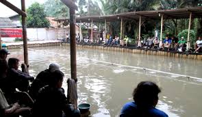 Pancoran Mas Buka Lagi Kolam Baru Galatama Lele Dengan Tiket Murah Meriah Kabar Mancing