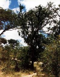 Image result for Dalbergia melanoxylon