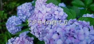 アジサイの育て方 栽培方法 植え方やお手入れのコツやポイントまで 通販 ディノス