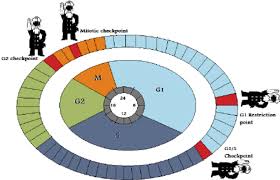Asin both g1 and g2, there is a checkpoint in the middle of mitosis(metaphase checkpoint) that ensures the cell is ready to complete cell division. Schematic Cell Cycle Diagram Showing Phases Of Cell Cycle And Download Scientific Diagram