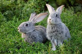 That way, the policy you choose is best suited to your animal's. Pet Care Pet Insurance Rabbit Pets At Home