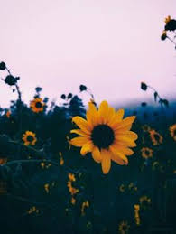 Lihat ide lainnya tentang bunga matahari, bunga, matahari. Wallpaper Tumblr Bunga Matahari