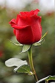 Baru 30 Bunga Mawar Cantik Merah Gambar Bunga Mawar Merah Mawar Cantik Gambar Dan Merah Download 7 In 2020 Beautiful Rose Flowers Red Rose Pictures Girl Wallpaper