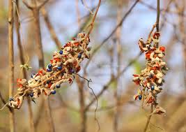 Image result for Rhynchosia hirta