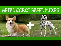 Healthy, happy fun loving corgi pups. Cowboy Corgi Puppies For Sale 07 2021