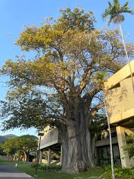 Image result for Adansonia digitata