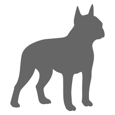 Disqualified boston terrier color patterns include solid seal, solid brindle, liver, brown, fawn, solid white, solid black, blue (gray), champagne (pale red) and brown. Boston Terrier Stencil Craftcuts Com