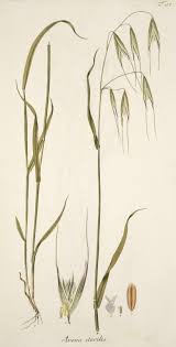 Image result for Avena