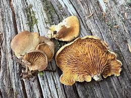 Image result for Paxillus panuoides