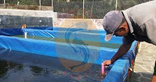 Terkeren 30 Gambar Kartun Kolam Ikan Ph Air Untuk Kolam Ikan Lele Yang Baik Sangkutifarm Com Download 100 Gambar Ikan Sega Di 2020 Kartun Gambar Kartun Kolam Ikan