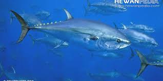 Kerabat ikan nilem ini mempunyai banyak julukan nama di indonesia. 1001 Jenis Nama Ikan Air Tawar Dan Ikan Air Asin Di Indonesia Hewanpedia