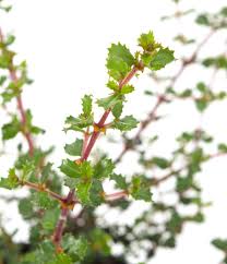 She was born in melbourne, the daughter of shelley and andrew browning. Sackelblume Emily Brown Ceanothus Emily Brown Gunstig Online Kaufen