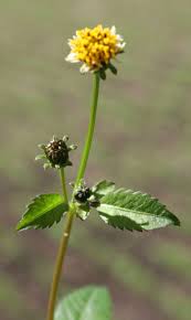 Image result for Bidens pilosa