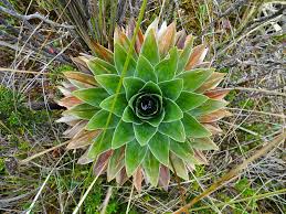 Image result for Paepalanthus lamarckii