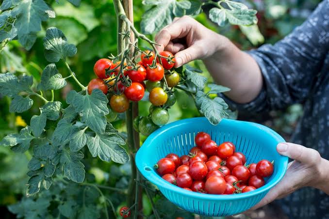 Crops to Harvest in September | BBC Gardeners World Magazine