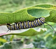 Monarch Caterpillar I Found Last Year Having A Snack On Milkweed Wildlife Photography Colors Of Nature Adorable Unbel In 2020 Monarch Caterpillar Milkweed Monarch