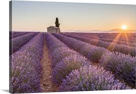 Provence Valensole Plateau France Farmhouse And Cypress Tree In A Lavender Field Lavender Fields Provence Most Beautiful Places Lavender Fields
