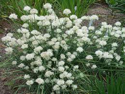 Birthday, love and romance, sympathy, get well, congratulations Chives Pacific Bulb Society