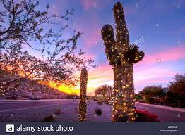The flowers are typically red or white and sometimes yellow. Cactus Christmas Lights Stockfotos Und Bilder Kaufen Alamy