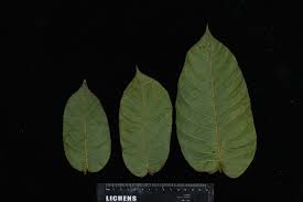 Image result for Antiaris toxicaria