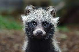 young raccoon dog animals beautiful raccoon dog pet birds