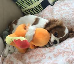 Maya Charmander Cavalier King Charles Cavalier King Charles Spaniel Charles Spaniel
