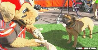 Cleveland browns mascot (blow this up and frame it for the rec room? Cleveland Browns Mascot Dog Offers Real Confused Dog A Bone Sbnation Com