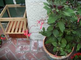 Maybe you would like to learn more about one of these? Fuchsia Gartenmeister Bonstedt Deadhead Prune Or Leave Alone