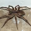 É o caso da aranha lobo (lycosidae). Https Encrypted Tbn0 Gstatic Com Images Q Tbn And9gcqwc5ws7xjcdz Fsdkeqpo6vxjxlqt3zdrcd0q29orhtrchxh22 Usqp Cau
