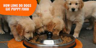 How to make a puppy eat. How Long Do Dogs Eat Puppy Food Age Transition Methods