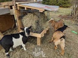 This post contains affiliate links which may earn me. Diy Goat Hay Feeders Diy Danielle