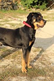 Image result for sedmihradský honič