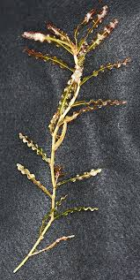 Image result for Potamogeton crispus