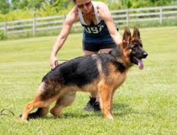 Staying true to the strict german standard, we offer quality german shepherd puppies for sale throughout chicago, northern illinois, eastern iowa and wisconsin. 5 Best German Shepherd Breeders In Illinois 2021 We Love Doodles