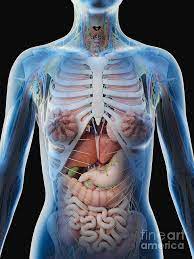 The photo of stomach is on the woman`s body against gray background, acid reflux or heartburn, female anatomy concept. Female Upper Body Anatomy Photograph By Sebastian Kaulitzki Science Photo Library