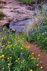 Maybe you would like to learn more about one of these? Wildflowers Texas Parks Wildlife Department