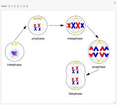 Image result for Cell Cycle