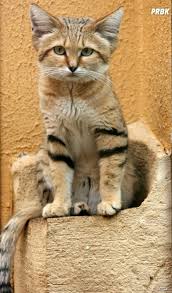 Cute Le Chat Des Sables L Animal Le Plus Mignon Du Desert En 15 Photos Purebreak Ces biscuits sablés nécessitent peu d'ingrédients et se préparent sans oeufs donc avis aux personnes allergiques aux oeufs ces biscuits sont délicieux et légers. cute le chat des sables l animal le