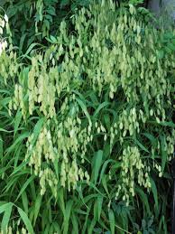 Image result for Chasmanthium latifolium