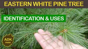 We did not find results for: Eastern White Pine Tree Identification Uses Youtube