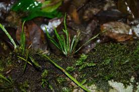 Image result for Strephonema mannii