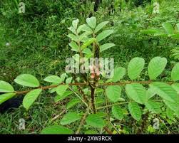 Image result for Indigofera astragalina