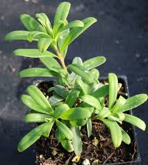 Image result for Synandrodaphne