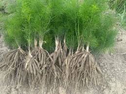 Image result for Asparagus racemosus