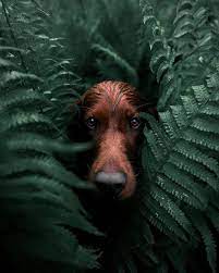 Art Selects On Instagram Awww So Cute Credit George And Troja Artselects Dog Photography Wildlife Animal Photography