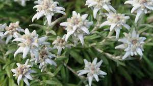 Maybe you would like to learn more about one of these? The Mystical And Mythical Edelweiss House Of Switzerland