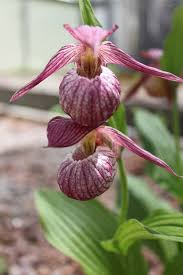 Cypripedium candidum x fasciolatum, lady slipper. Lady Slipper Cypripedium Orchids For Sale Hillside Nursery