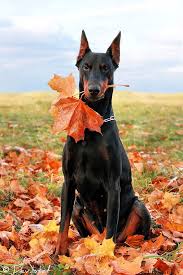 Black And Tan Doberman Puppies Beautiful Black And Tan Doberman Pinscher With Cropped Ears Beautiful Dogs Animals Beautiful Dogs