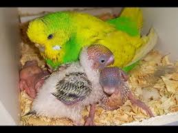 Muhabbet Kusu Yuvaliklarda Yavru Ve Yumurtalar Nesting Budgies Youtube 2020 Muhabbet Kuslari Kusu Yumurtalar